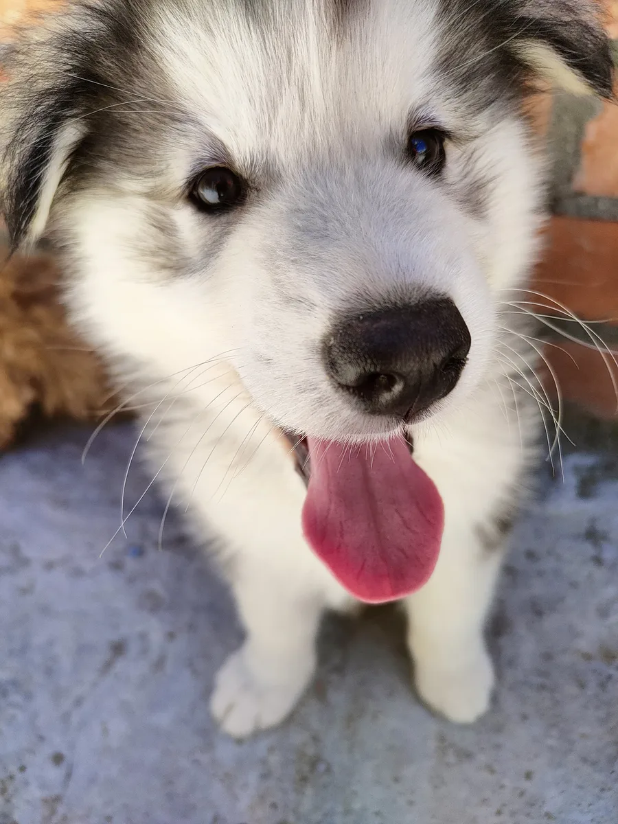 Bryan Montes y su Alaskan Malamute