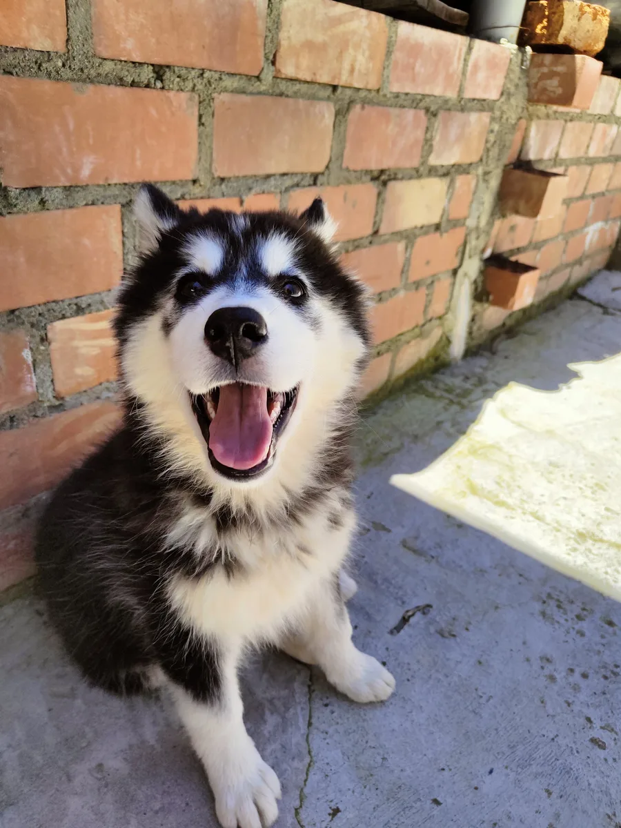 Cachorro Alaskan Malamute